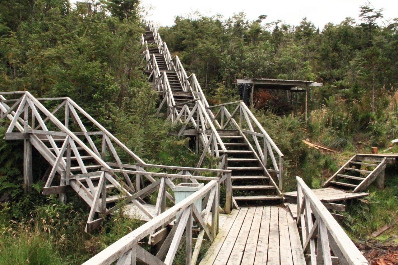 Pasarela de madera entre el bosque de Caleta Tortel